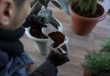 From Waste to Worth: Indonesian Researcher Turns Coffee Grounds into High-Value Oil