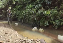 Indonesia Probes Illegal Logging Ring in Sumatran Tiger Habitat