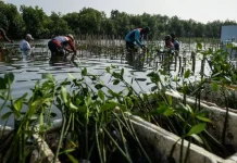 Indonesia-Japan Deepen Cooperation on Sustainable Mangrove Management