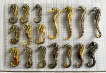 BRIN Reveals 8 of 13 Indonesian Seahorse Species Enmeshed in Commercial Trade