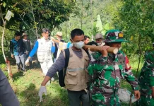 Sumatran Tiger Captured in Agam, Hunt Continues for Second Beast