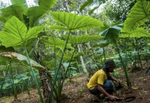Talas Beneng, Giant Yellow Taro from Banten, Nears Geographical Indication Status