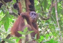 Indonesia Marks Biodiversity Day with Urgent Conservation Appeal