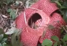 Rare Giant Flower Reemerges in Rejang Lebong, Bengkulu