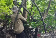 BRIN Emphasizes Protection for Rare Mangrove Population in Balikpapan Bay