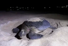 Drone Survey Identifies 913 Sea Turtles in Berau Marine Habitat