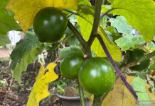 BRIN Discovers New Eggplant Species in Kalimantan