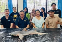 Rare Ganges Shark Rediscovered in North Kalimantan