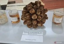 Indonesia Discovers 29 New Flora Species in 2025–2026, BRIN Reports