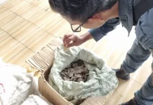 Indonesia Seizes 3 Tons of Smuggled Pangolin Scales