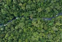 Govt Launches Integrated System for Forest Governance Reform
