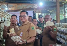 South Kalimantan Village Turns Waste Into Mushroom Enterprise