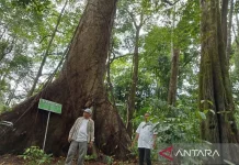 Indonesia's Green Transition to Create Millions of Jobs for Gen Z
