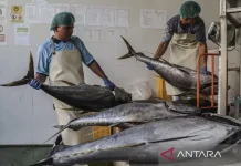 Over 600 Indonesian Fish Processors Gain Export Access to China