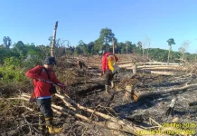 Forest Fires in South Sumatra Surge in Early 2026