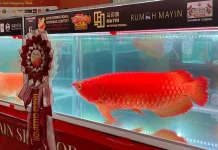 Indonesia Eyes Global Growth for Super Red Arowana Exports