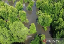 Researchers Discover 14 Mangrove Species in South Kalimantan Forest