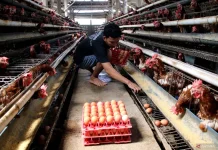 Lawmaker Urges Government to Safeguard Egg Farmers