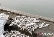 Karawang Probes Mass Fish Die-Off in Primary Irrigation Canals