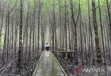 East Kalimantan Elevates Mangrove Conservation as Premier Tourism Draw