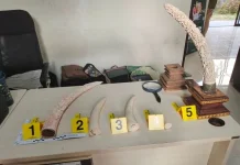 Bali Elephant Ivory Trafficking Ring Busted Through Cyber Patrol