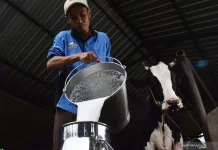 Govt Accelerate Indonesian Dairy Industry through National Milk Day 2026