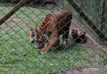 Taman Safari Prigen Introduces Four Sumatran Tiger Cubs