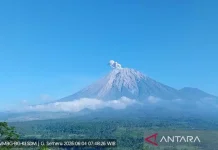 Mount Semeru Erupts Seven Times on Thursday Morning, Plumes Reach 700 Meters