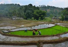 BRIN Shifts Rural Focus from Physical Infrastructure to Human Capacity