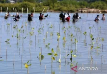 Siak Plants 7,000 Mangroves to Shield Eroding Coastline