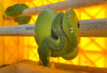 Forestry Officers Raid Bekasi Warehouse in Reptile Smuggling Case