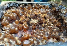 BRIN Discovers Probiotics in Stingless Bee Honey with Anticancer Potential