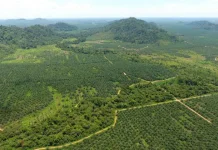 Indonesia’s Forestry Sector Explores Global Partnerships for Sustainable Growth