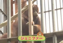 Endangered Bornean Orangutans Find New Home in Japan