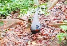 Haruai Bird, King of Kahung Forest in South Kalimantan