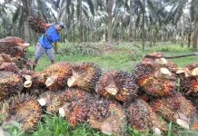 Indonesia Develops Bio-CNG from Palm Oil Waste