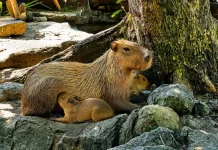 Semarang Zoo Welcomes Newborn Capybaras and Sitatunga
