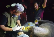Rescued Sun Bear Returns to the Wild Following Entrapment in Aceh Jaya