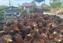 Indonesia’s Future of Palm Oil Exports after New Ministerial Regulation