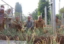 South Tangerang Trials Lowland Batu Onions Using Singapore Fertilizer
