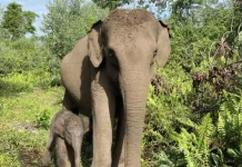 Female Elephant Calf Born at Tesso Nilo National Park