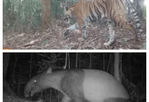 Govt Allocates IDR 236 Billion, Makes Sumatra Priority in Forest Conservation