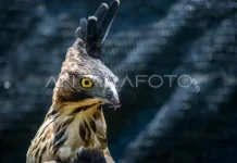 Two Endangered Javan Hawk-Eagles Released in Megamendung Landscape