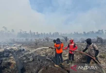 West Aceh Wildfires Spread to 31 Hectares as Crews Battle Obstacles