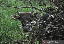 Kutai National Park Uses High-Tech Tools to Save 324 Species