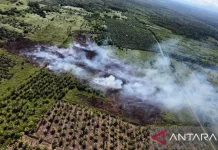 West Aceh Forest Fires Expand to 34.1 Hectares Despite Ongoing Response