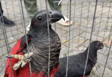 Joint Raid Foils Smuggling of 100 Papuan Birds at Tanjung Priok