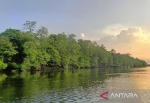 East Kalimantan Boosts Mangrove Protection to Strengthen Coastal Resilience