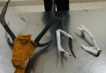 Maluku BKSDA Seizes Illegal Deer Horns and Endemic Birds