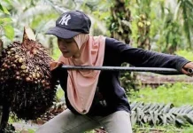 Ministry Develops Gender Mainstreaming Framework for Palm Oil